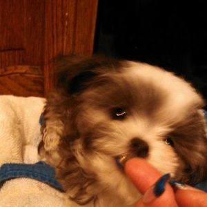 Meet your Posher, Tina